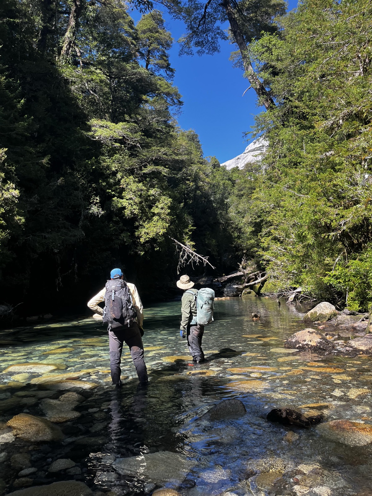 Bosque Patagónico
